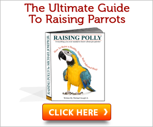 The Ultimate Guide To Raising Parrots